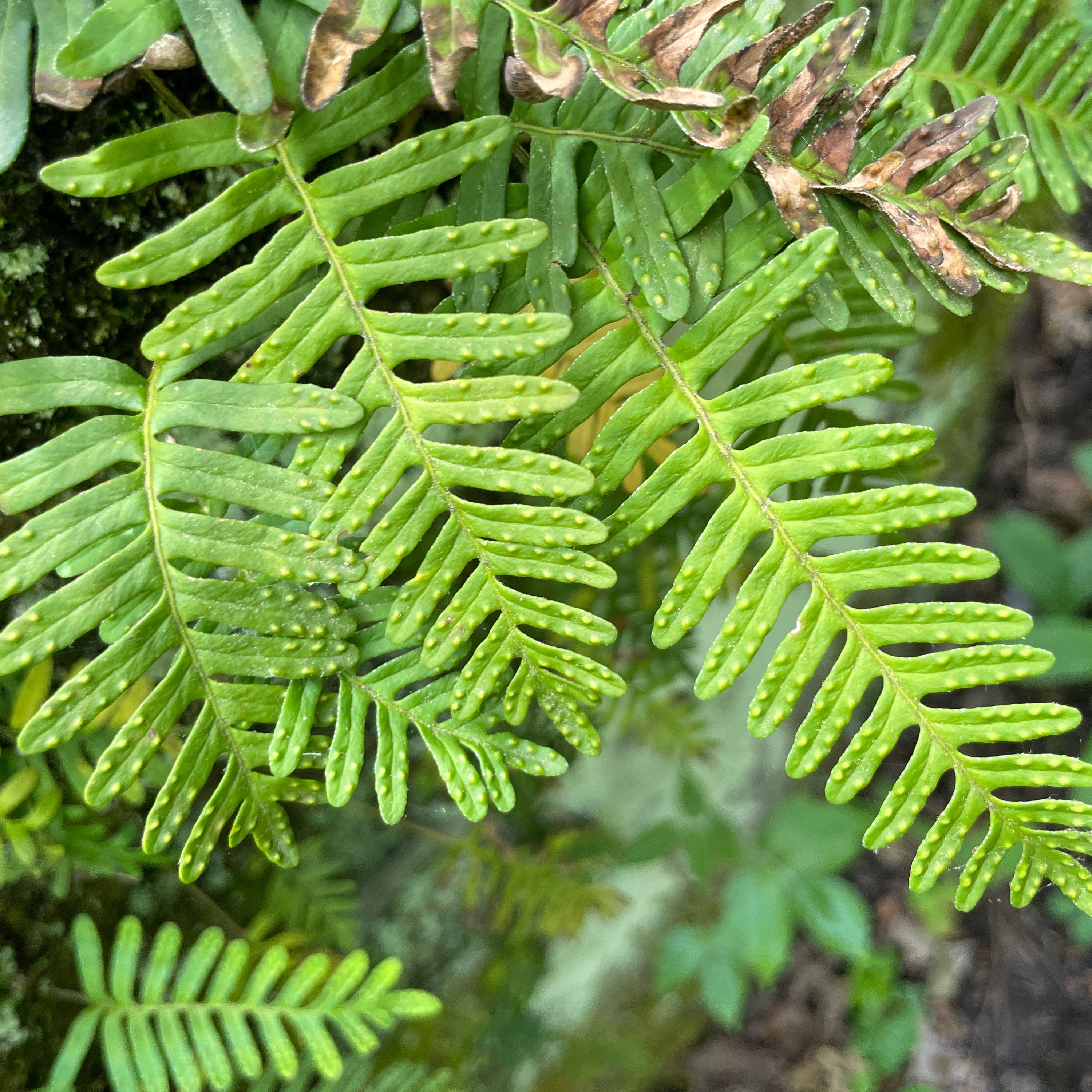 Music of Nature Podcast