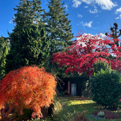 Sebastian Spring - Autumn Leaves Mix