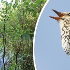 Bird song frenzy: Three hours from Nåsten (Swedish Radio)