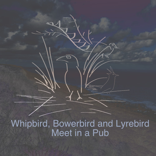 Whipbird Bowerbird and Lyrebird Meet In A Pub