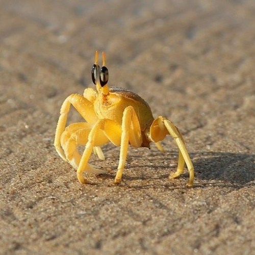 Sand Crab