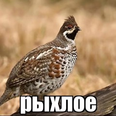 Untitled Playlist