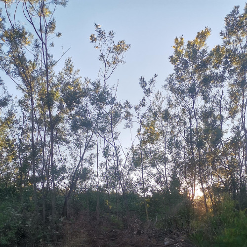 walk