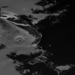 Weird Fishes (Radiohead)