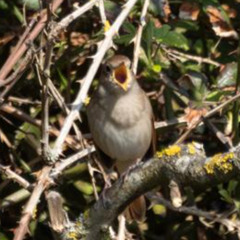 Nightingale song