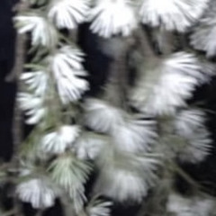 Very Same demo (Very Different version)