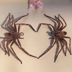 spidercifer