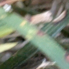 soft green shade