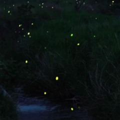 FIREFLY - XioXio