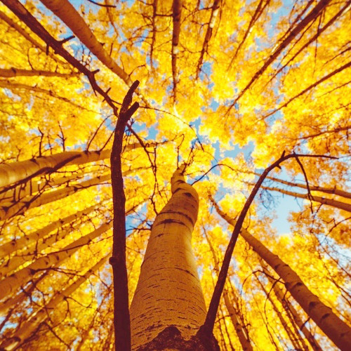 Yellow Tree
