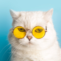 Assurer son Animal en Belgique _ Les Bonnes Raisons