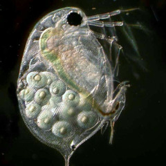 Sebastian Wong - AMBIOTICA