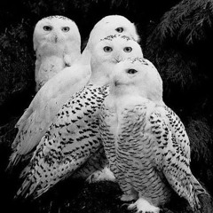 Grey Fox - Day dreaming .m4a