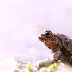 Toads and Chiffchaff - MixPre-7314