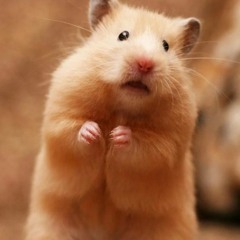 kkrrxxsshh - HamsterKombat