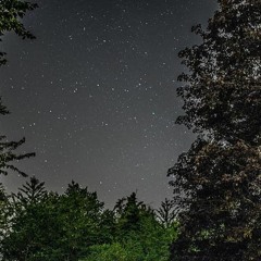 Woods & Space @Amsterdam