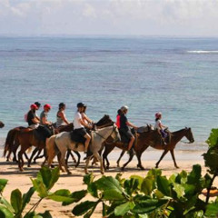 Review Special Price Punta Cana Beach Horseback Riding