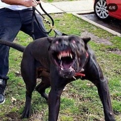 mad dog