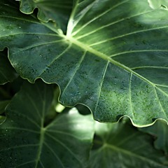 I hold it all before