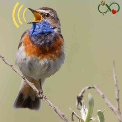 What Kinds Of Sounds Do Birds Make - Pawscuddle.com