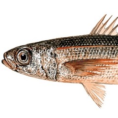 Shy Albatross Prey DNA/ID