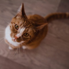 Bears, Beets, Battlestar Galactica