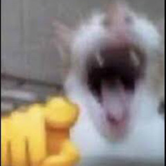 Cat Laughing At You (meme)