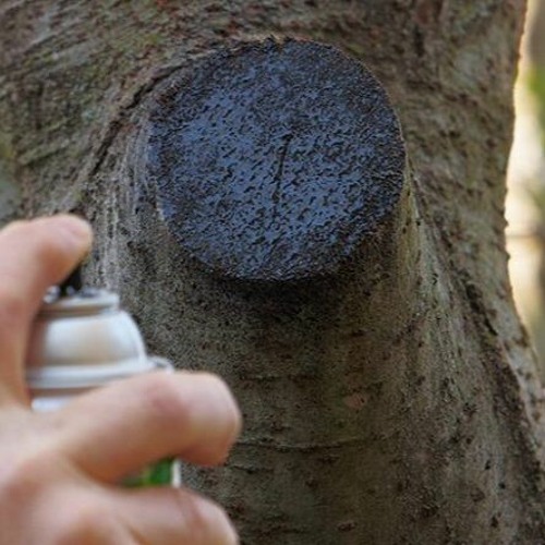 Stream When Should You Use A Sealer On Your Trees? by Hoover