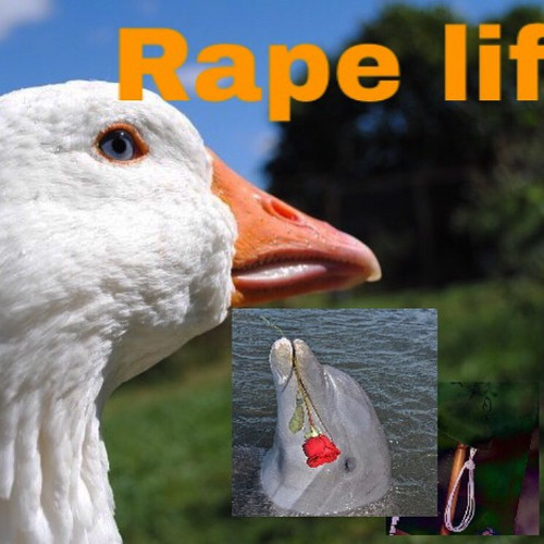 02. Rape life (엠창인생)
