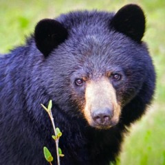 Black Bear Mix (Dec 5 2023)