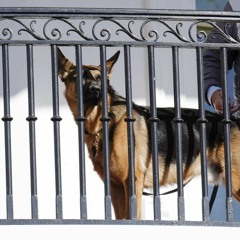 753 Teaser - A Dog Called Battleship