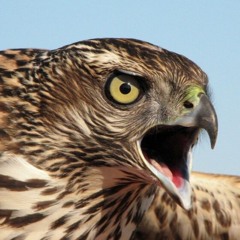 HAWK TUAH