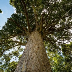 Kauri Seeds