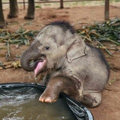 Washing Down