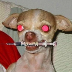 A Dog on Ketamine(About to be put down)