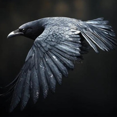 EL CUERVO by Stephen Flynn