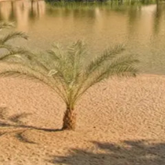 OASIS