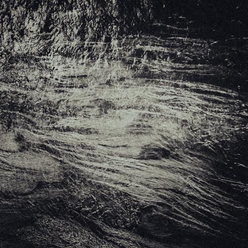 eelgrass