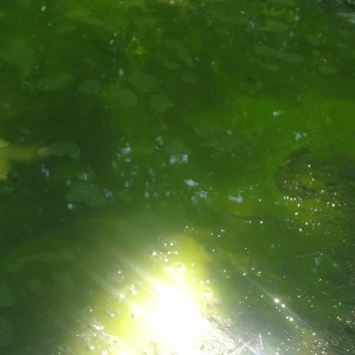 Animosity (prod. Fo'Real Beatz)