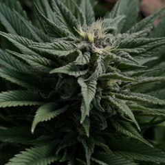 RIOT (Prod. Josh Petruccio)