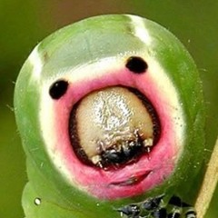 ロボトミー手術