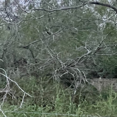 Nothing to me (prod.bowsa) (original speed)