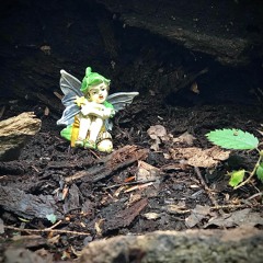 The Ferns