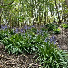 Burstead Woods