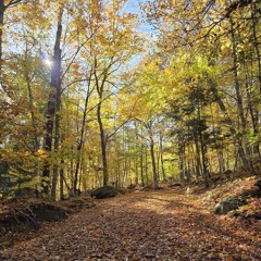 les belle couleur de l'automne