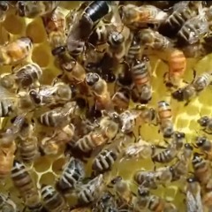 beehive jive