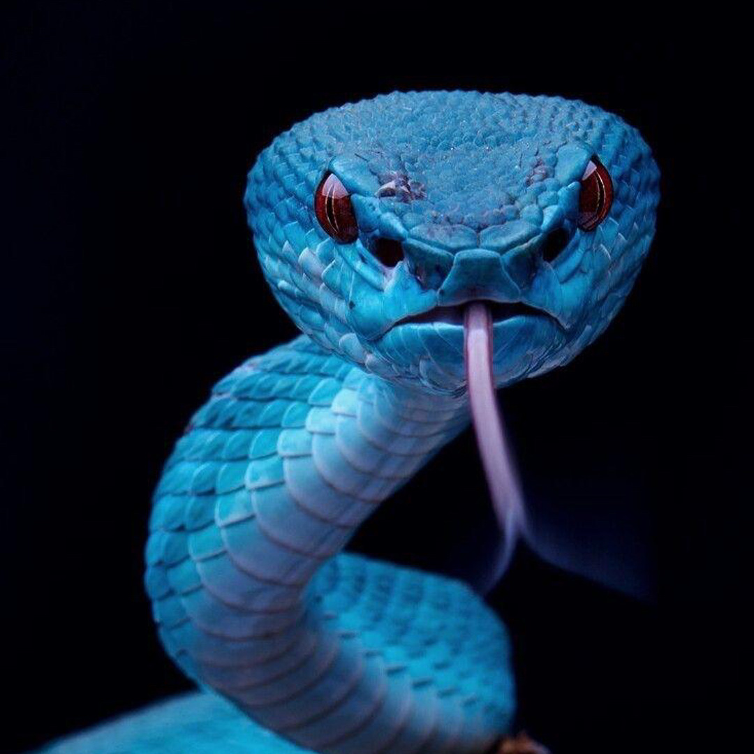 Stream Blue snake - BLcK RePtile by BLcK RePtile | Listen online