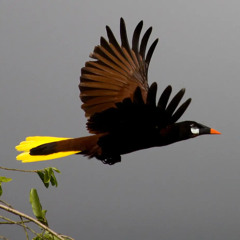 Blackbird - Flying on Montezuma