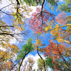 سورة طه ١_٨  القارئ/ جواد السويسري