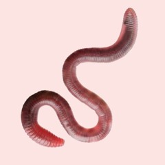 worm